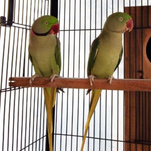 Alexandrine parrots for sale in Dubai, UAE & Saudi Arabia