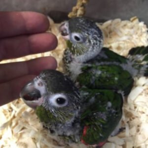Black-Capped Conures for Sale