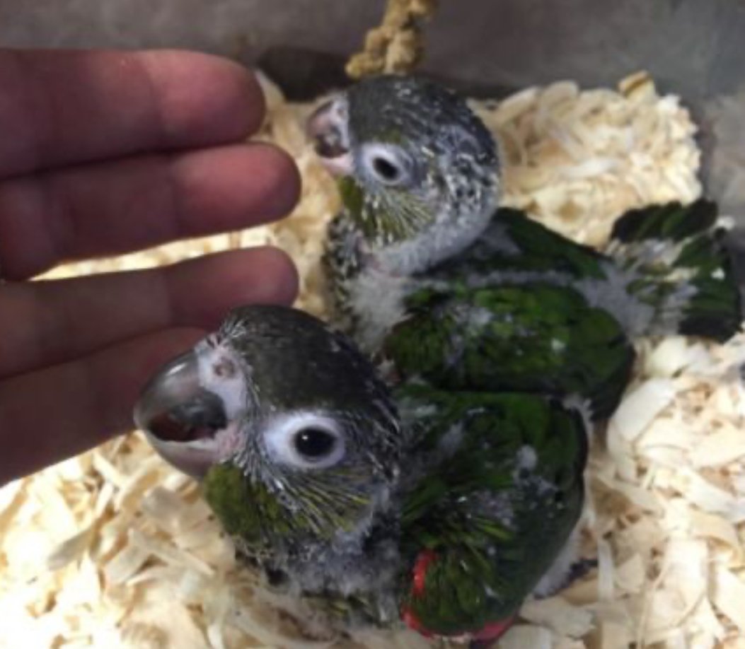 Black-Capped Conures for Sale