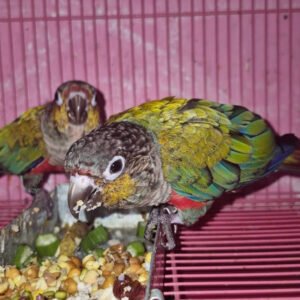 Crimson Bellied Conures for sale
