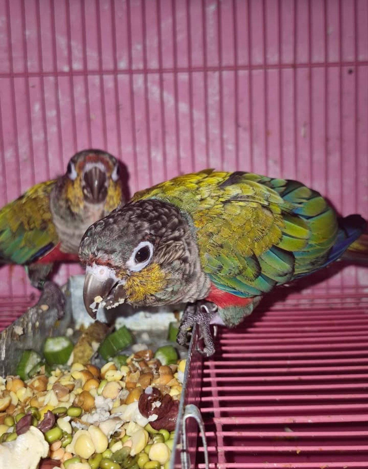 Crimson Bellied Conures for sale