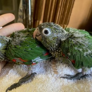 conure