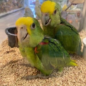 double yellow headed amazon