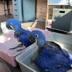 hyacinth macaw price
