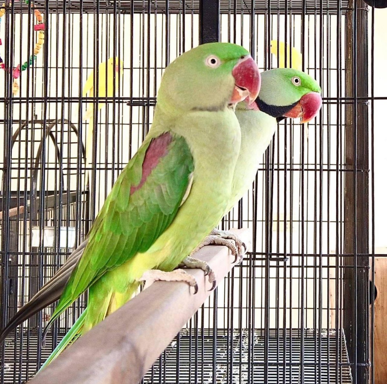 Alexandrine parakeets