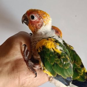 sun conure price