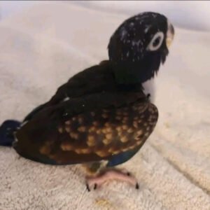 bronze winged pionus for sale