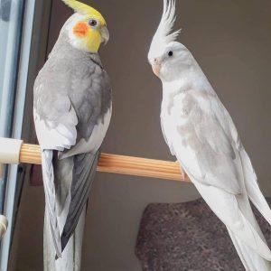 cockatiels