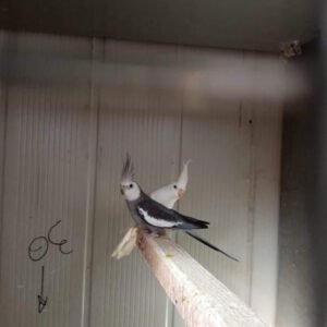 cockatiels for sale
