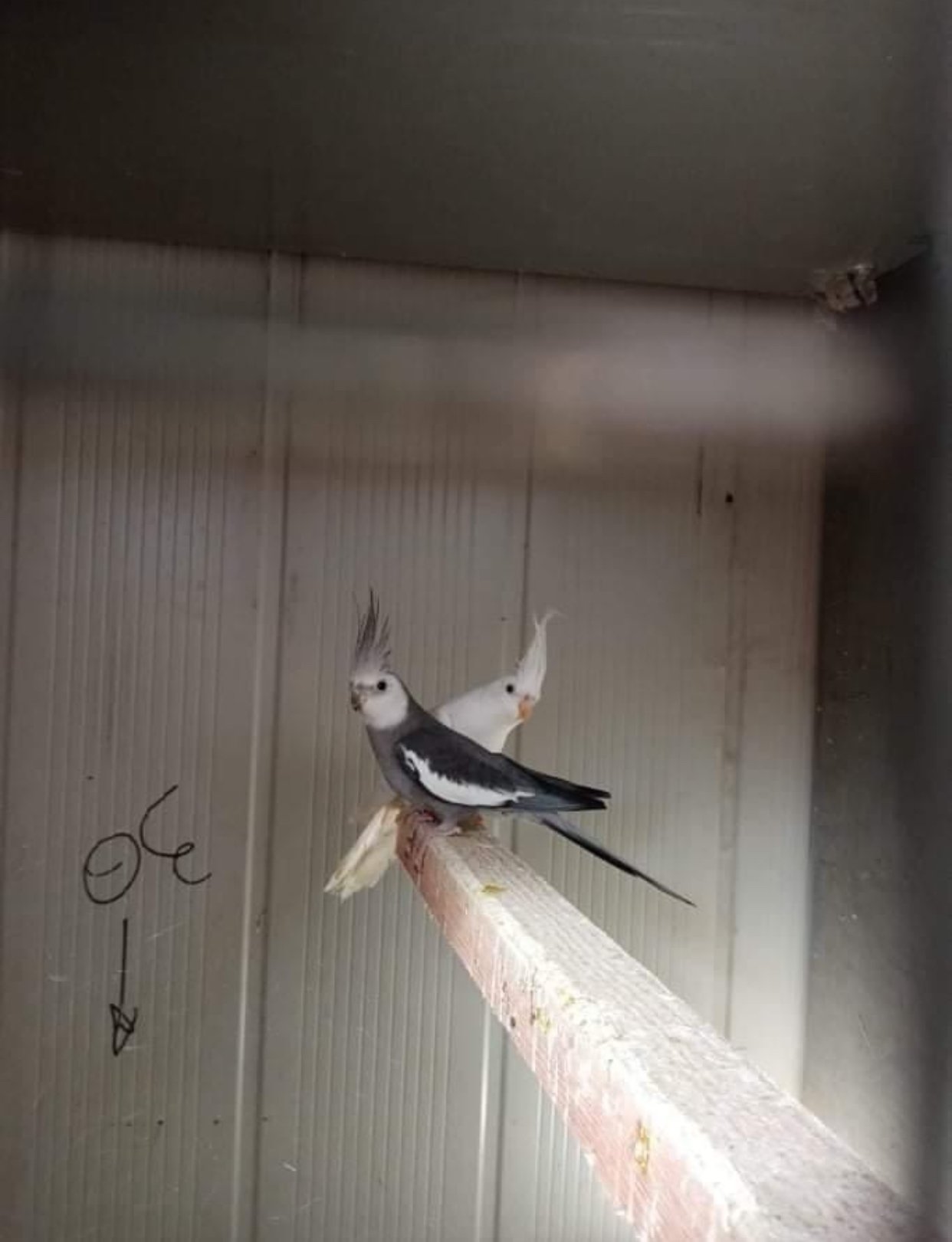 cockatiels for sale