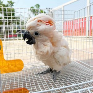moluccan cockatoo for sale
