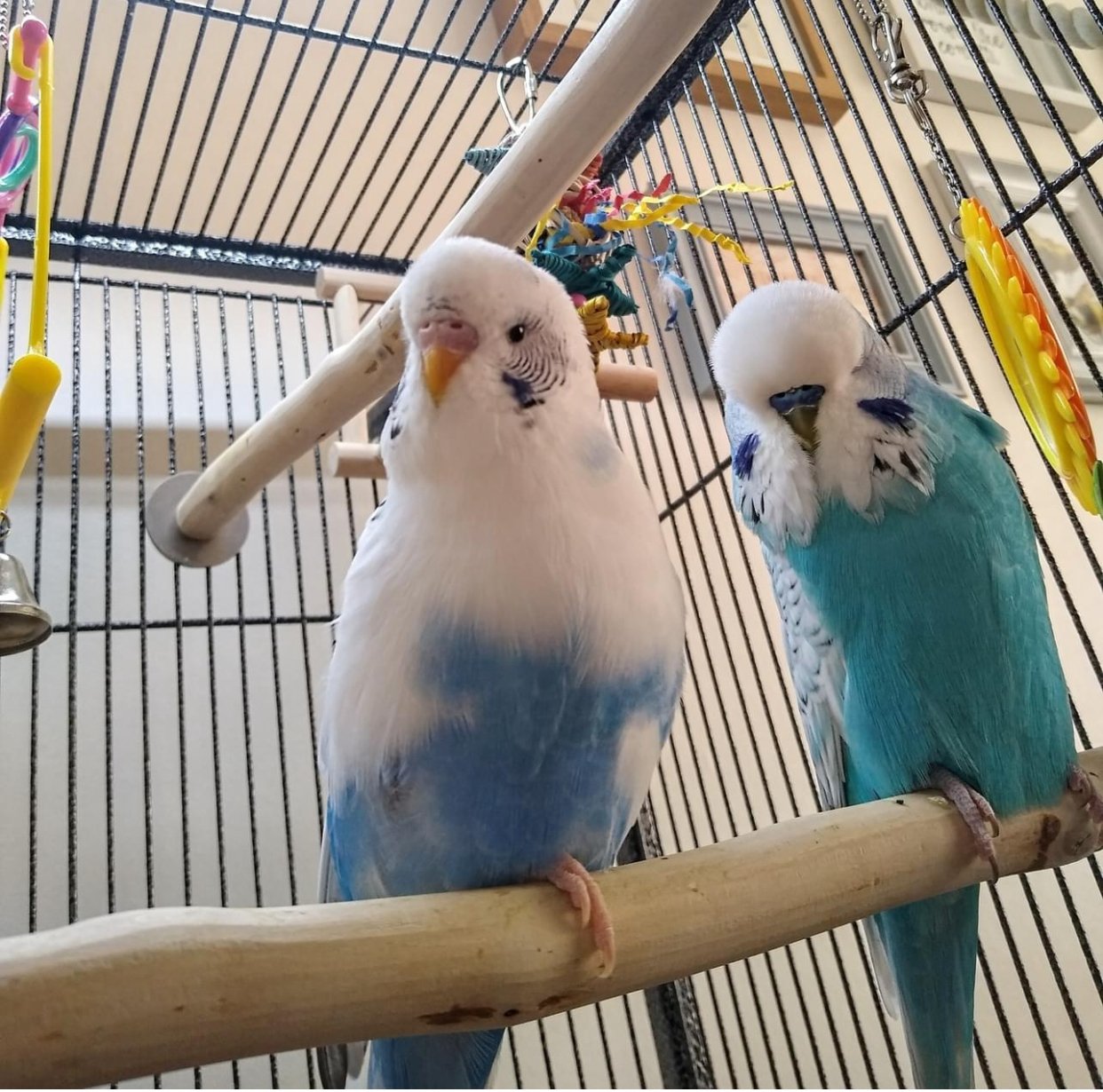 budgie parrot