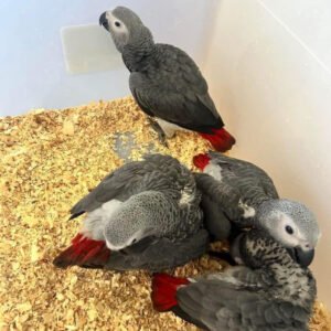 congo african grey parrot for sale