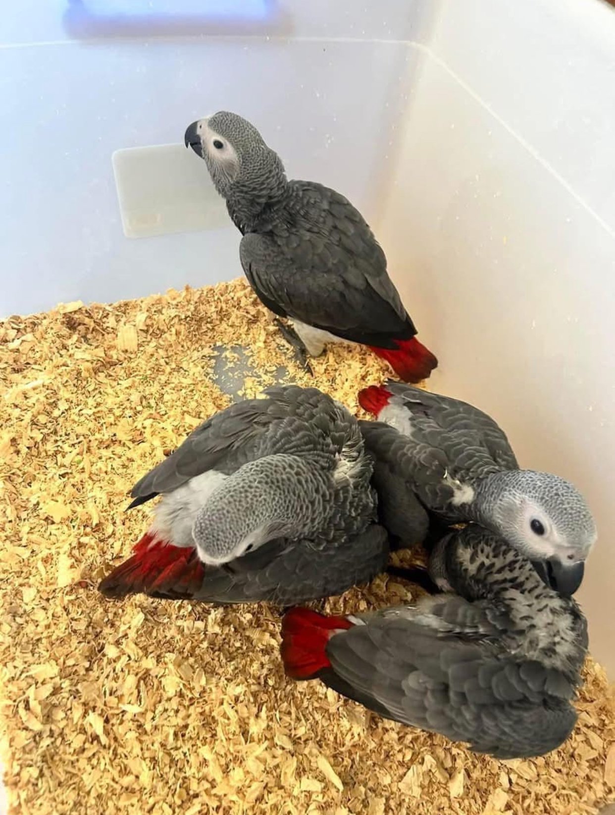 congo african grey parrot for sale