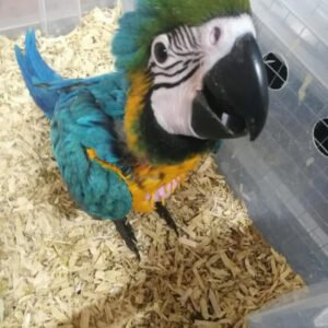 Macaw parrot price