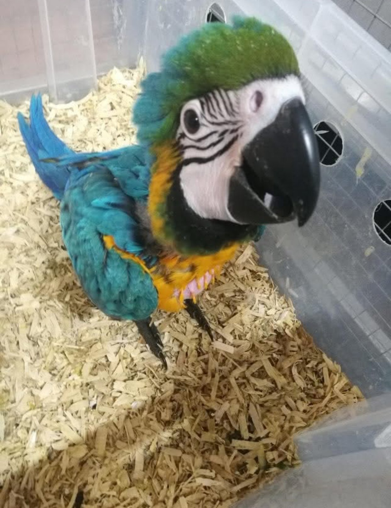 Macaw parrot price
