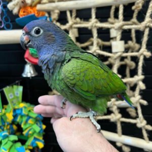 blue headed pionus for sale