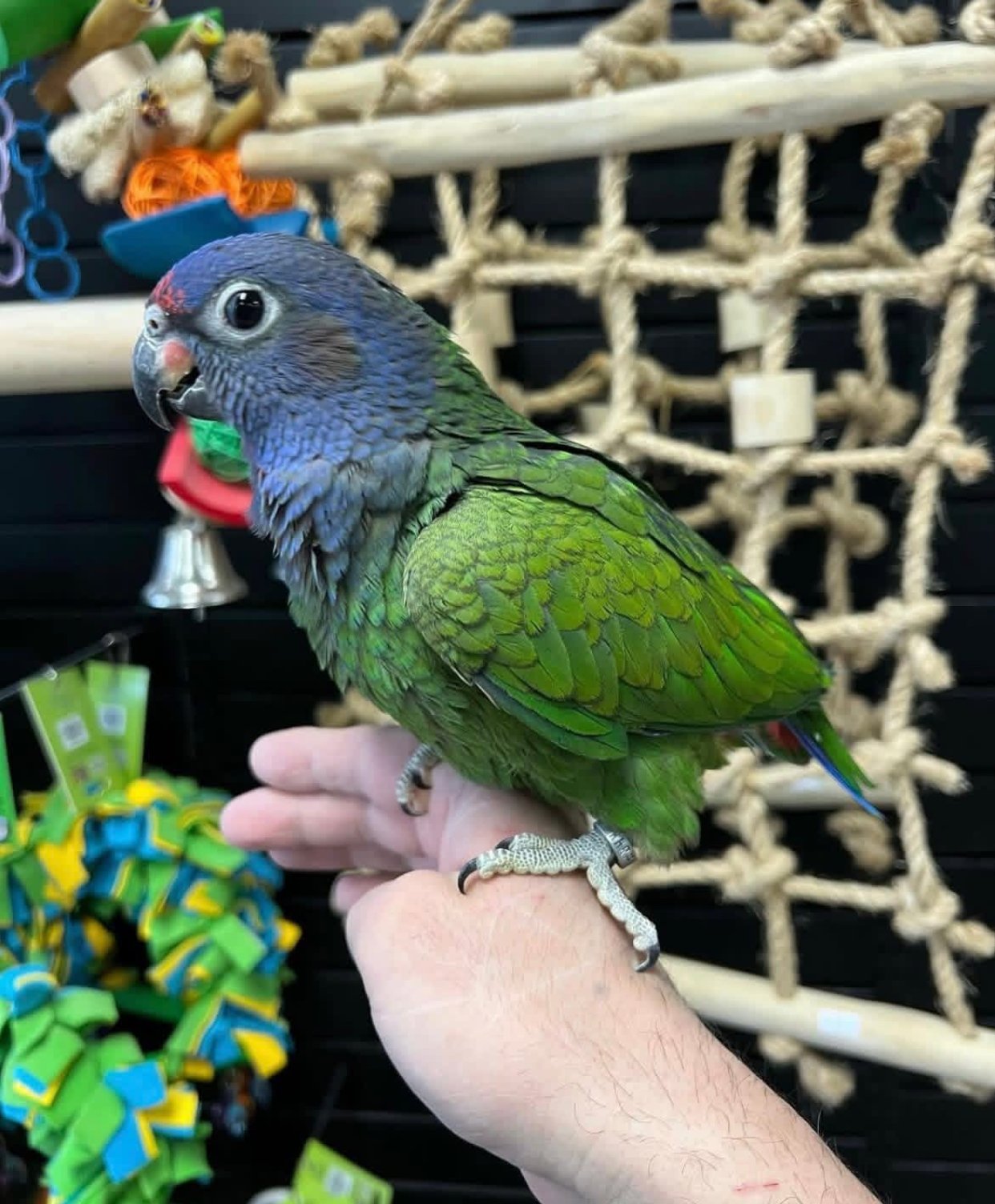blue headed pionus for sale