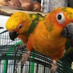 sun conures for sale