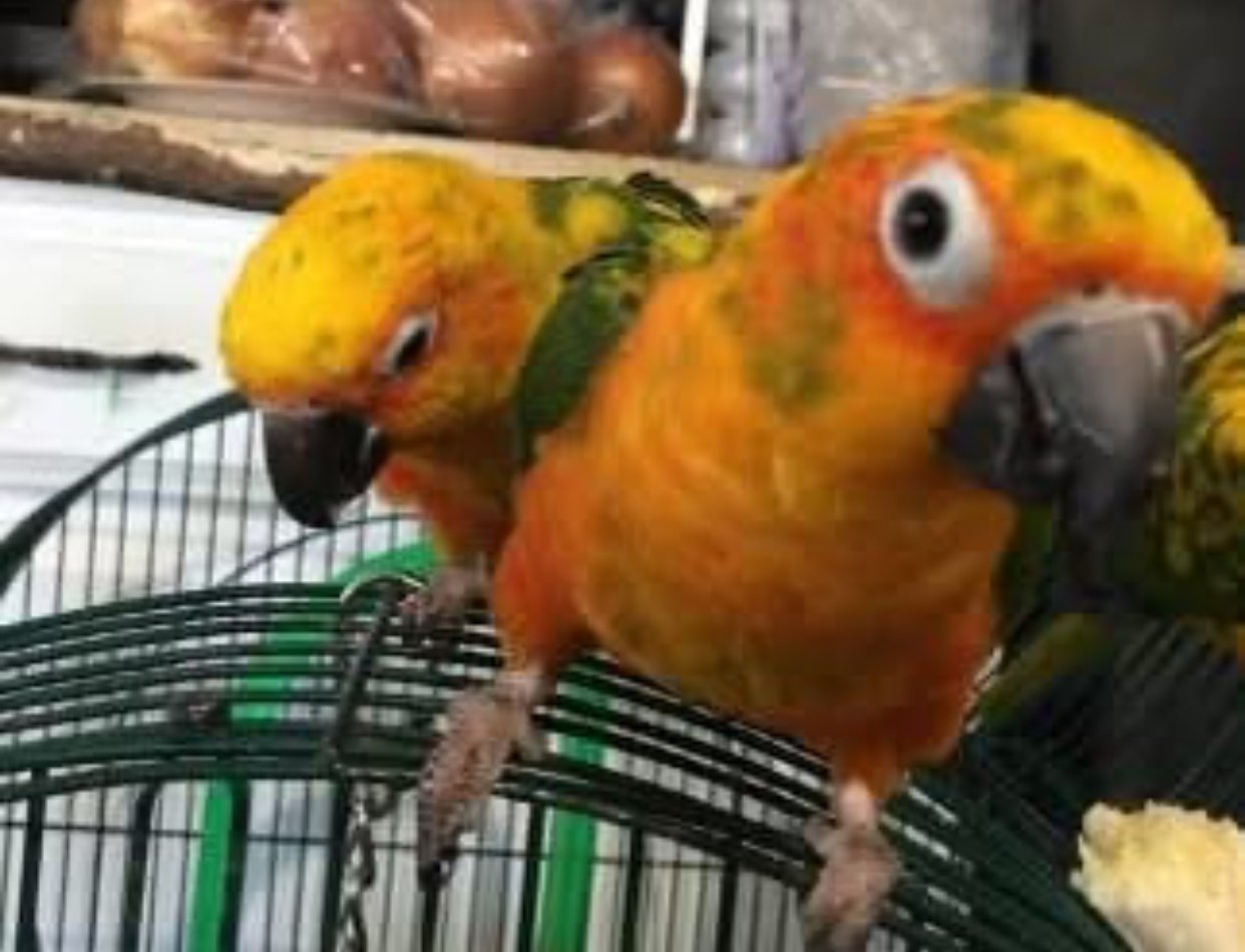 sun conures for sale