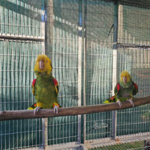 double yellow headed amazon parrots for sale