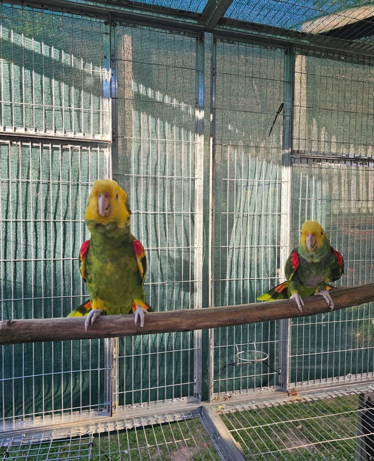 double yellow headed amazon parrots for sale