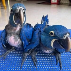 Hyacinth macaw