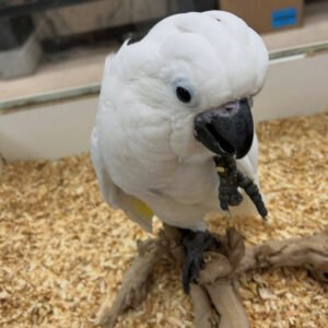 umbrella cockatoo for sale