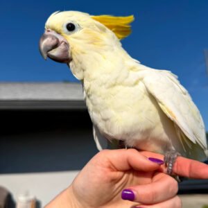 Sulphur Crested Cockatoo for sale