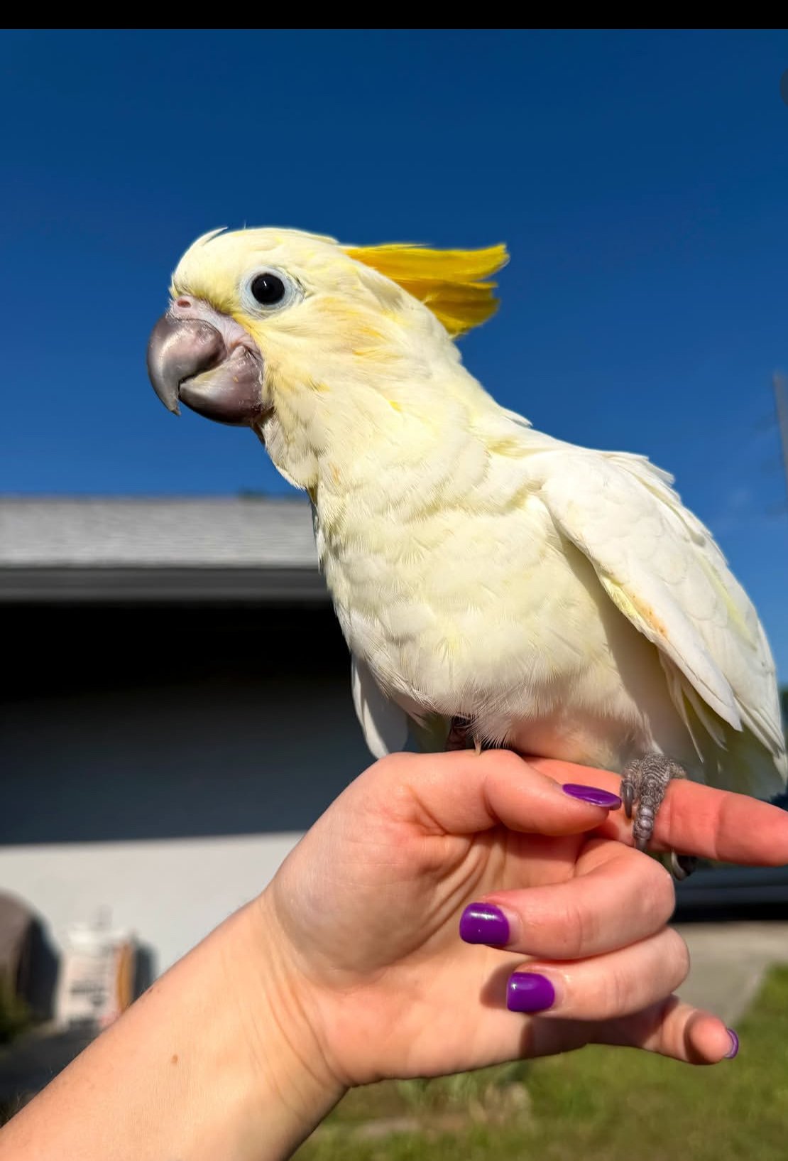Sulphur Crested Cockatoo for sale