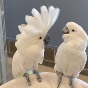 umbrella cockatoo