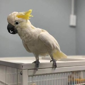 cockatoo
