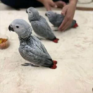 congo african grey for sale
