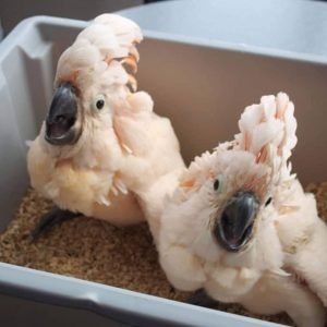 moluccan cockatoo for sale