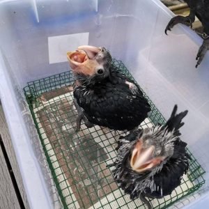 black palm cockatoo