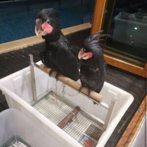 black palm cockatoos for sale for sale