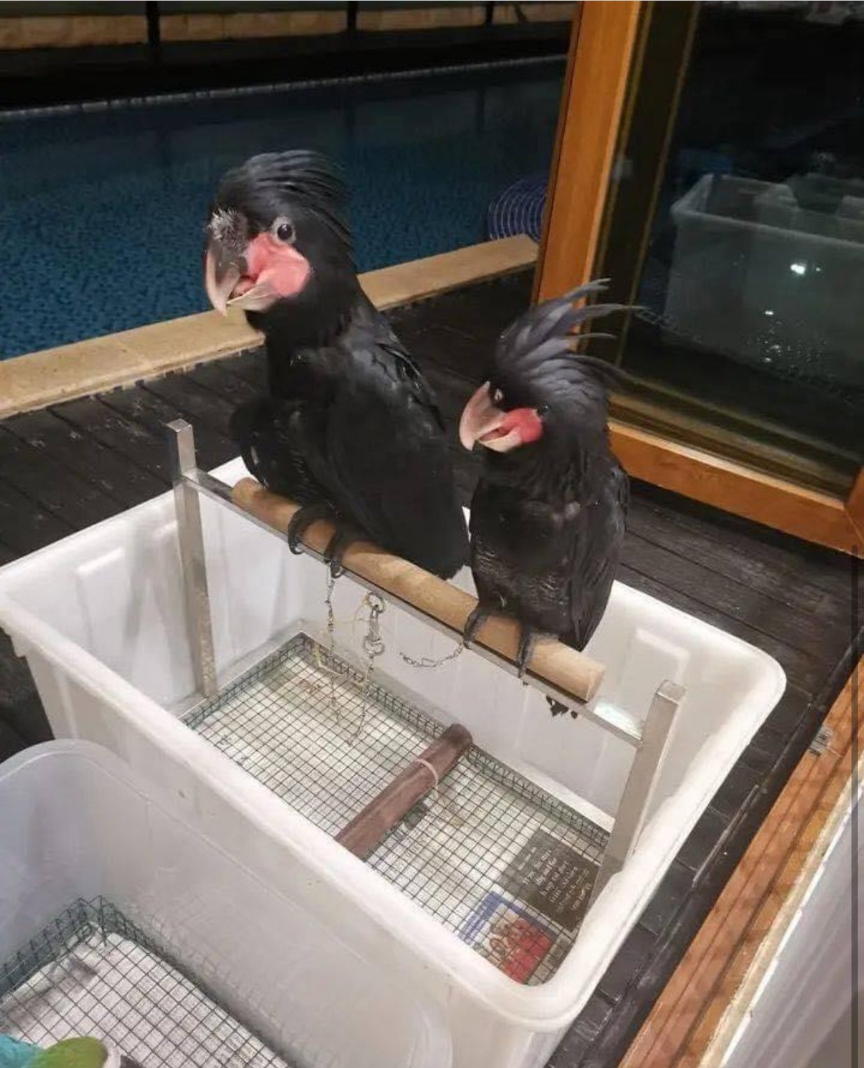 black palm cockatoos for sale for sale