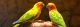 Parrots for sale 