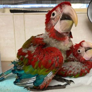 green wing macaw for sale