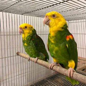 double yellow headed amazon parrot for sale riyadh , jeddah saudi arabia